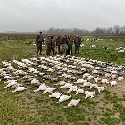 Snowgoose , snowgoose hunting, white goose, piles