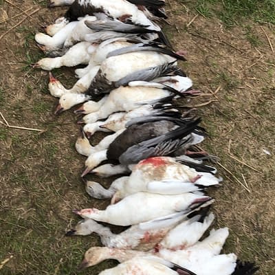 White belly blue goose, snowgoose , Ross goose, great hunt epic guide service