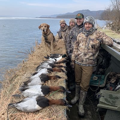 Canvasback , canvasback duck, goldeneye, duck hunting, Mississippi river