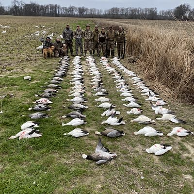 Pile of geese, century club, Arkansas snowgoose, waterfowl hunting , Missouri snowgoose , South Dakota snowgoose hunting