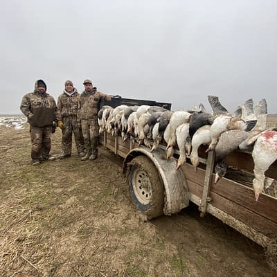South Dakota Snowgoose hunt, Missouri Snowgoose hunt, conservation hunt