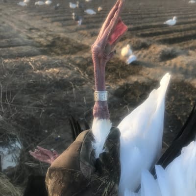 Banded adult snowgoose