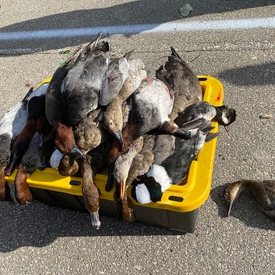 Mixed bag duck hunt, Mississippi flyway