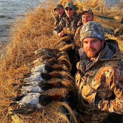 Canvasback, canvasback duck, pool 9, pool 8, Mississippi River
