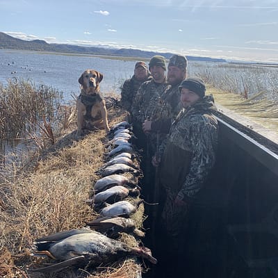 Bufflehead, bufflehead duck, duck hunt Wisconsin