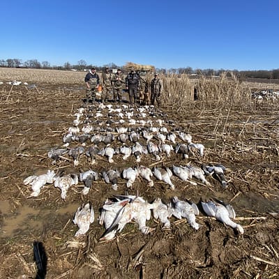Snowgoose hunt, Arkansas, blue goose, Ross goose, conservation season, electronic calls