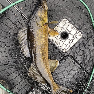 Giant spring Green Bay walleye