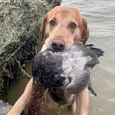 Duck dog, canvasback, red lab,