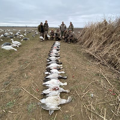 White line of geese, great hunt, snowgoose