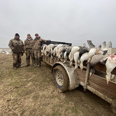South Dakota Snowgoose hunt, Missouri Snowgoose hunt, conservation hunt