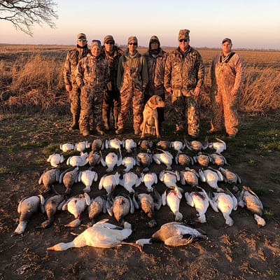 Snow goose, blue goose , Ross goose , Arkansas snowgoose hunting