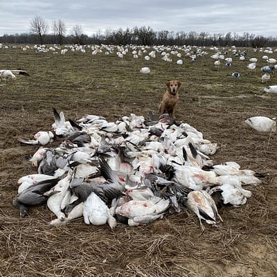 Snowgoose pile, red lab, great hunt with epic guide service