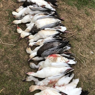 White belly blue goose, snowgoose , Ross goose, great hunt epic guide service