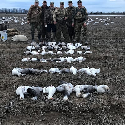 Great Snowgoose hunt with epic guide service