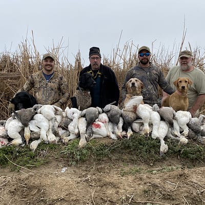 Yellow lab, red lab, duck dog, snowgoose hunt