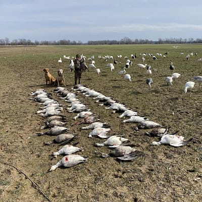 Guided Missouri and Arkansas Spring Snow Goose Hunt