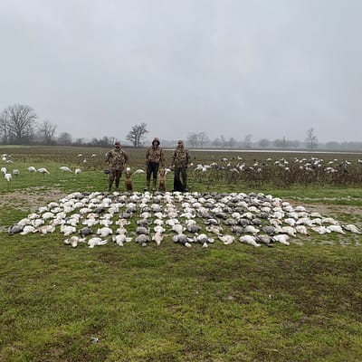 Fully Guided Spring Snow Goose Hunts in Missouri and Arkansas